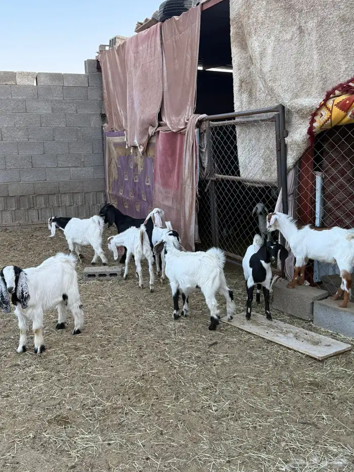 غنم ضان ومعزا كفو ولد 22