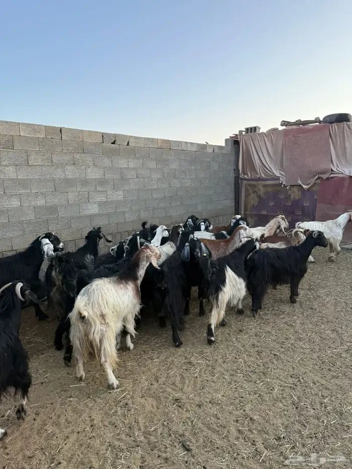 غنم ضان ومعزا كفو ولد 23