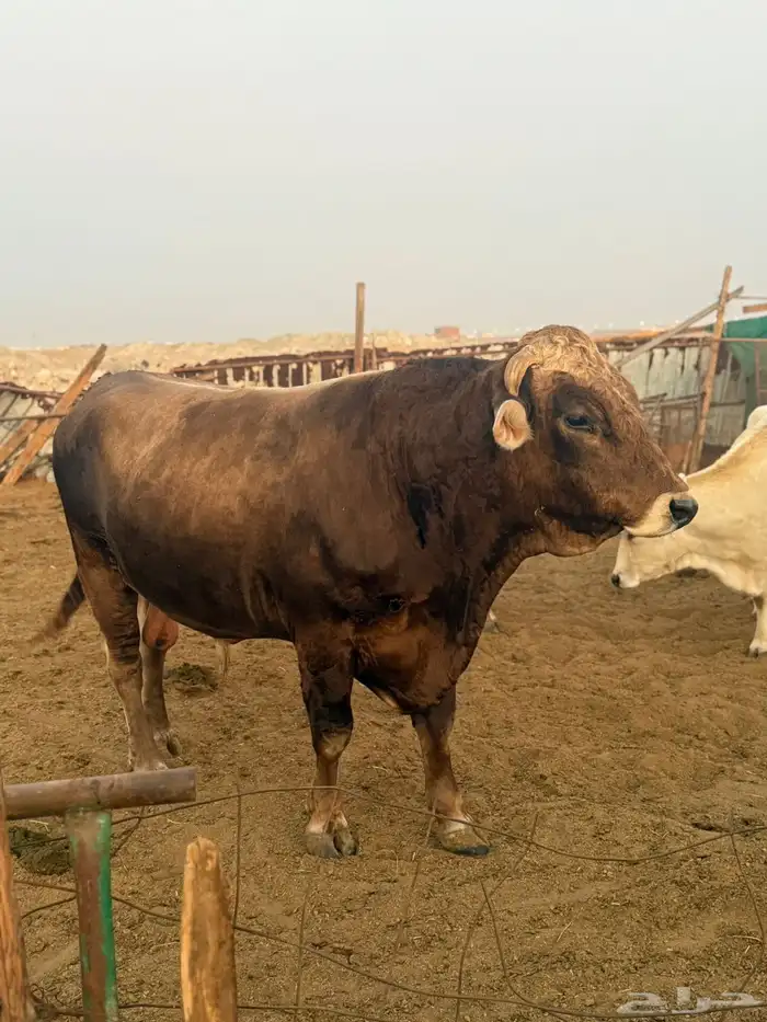 بقر سويسري بيور مراح كامل 1