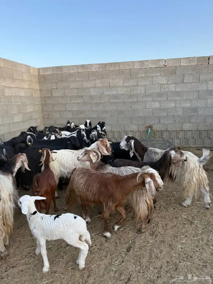 غنم ضان ومعزا كفو ولد 15