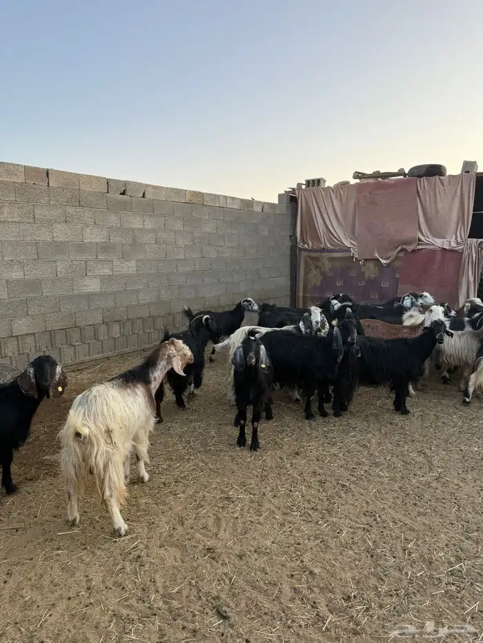 غنم ضان ومعزا كفو ولد 26