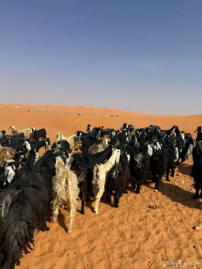 معزاء عوارض 3