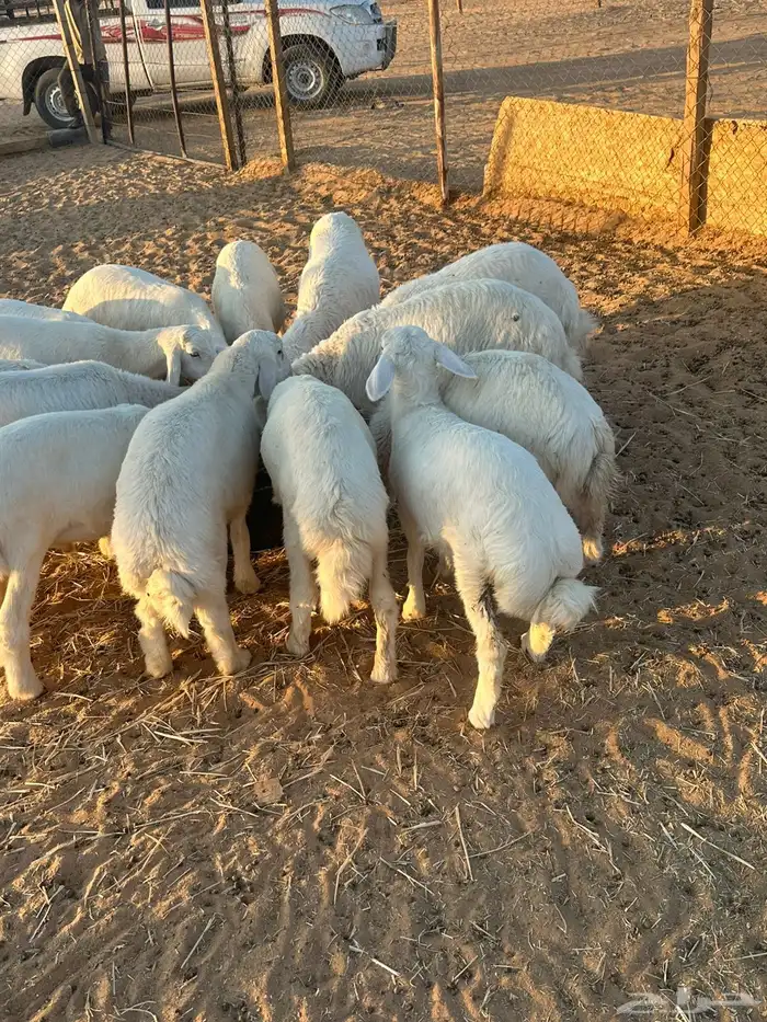 ذيايح حريات 0