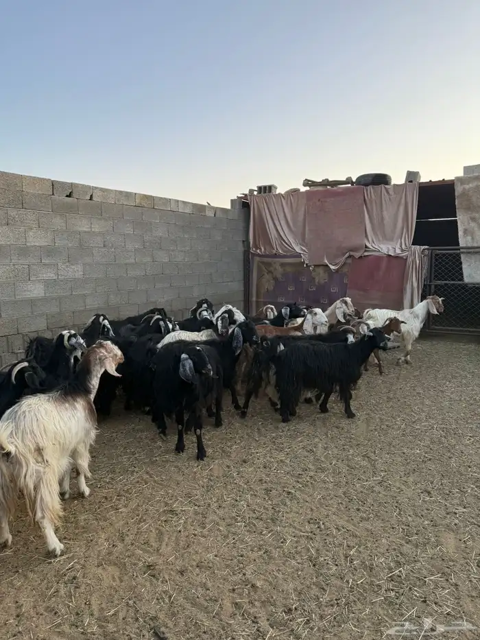 غنم ضان ومعزا كفو ولد 12