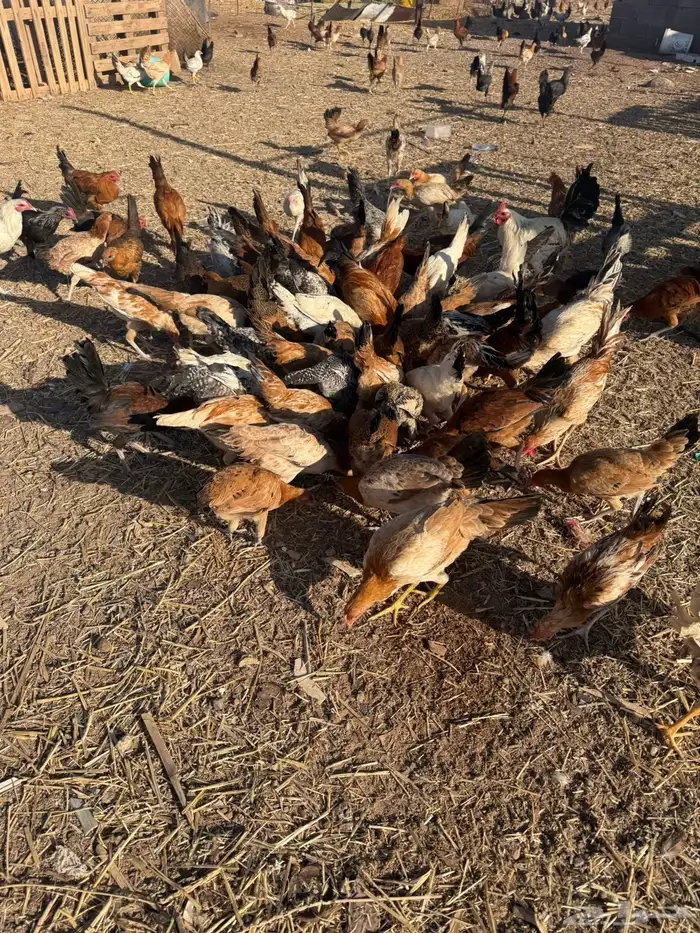 دجاج بلدي وفيومي 8