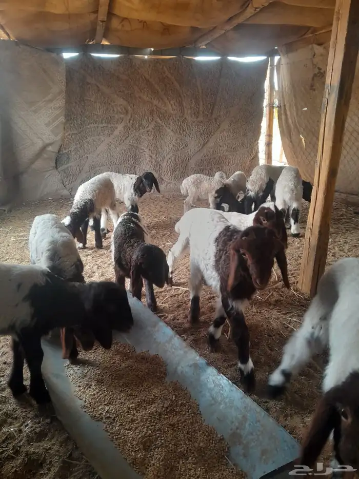 دواغير نعيم 0