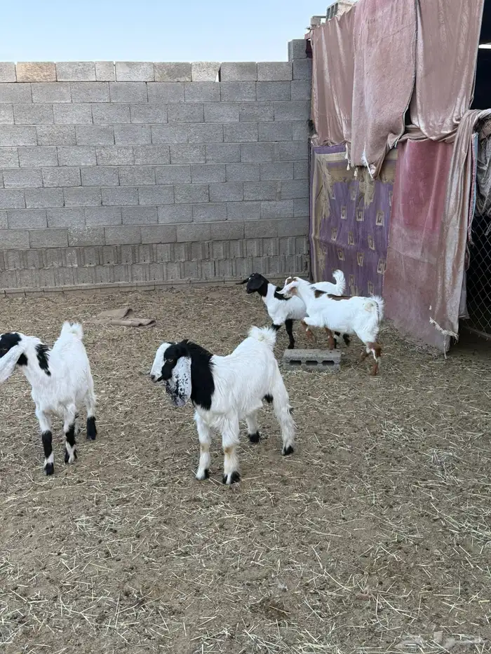 غنم ضان ومعزا كفو ولد 28