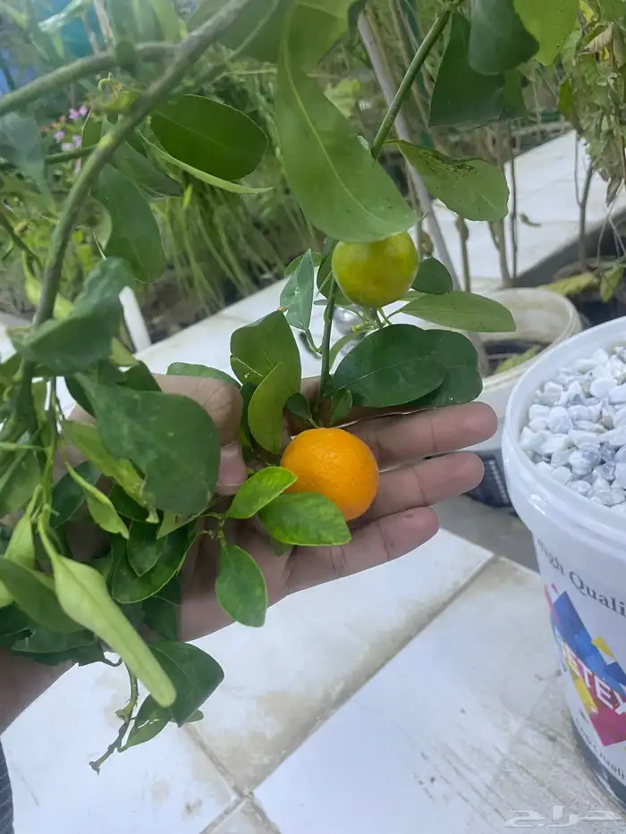 شتلات واشجار 0