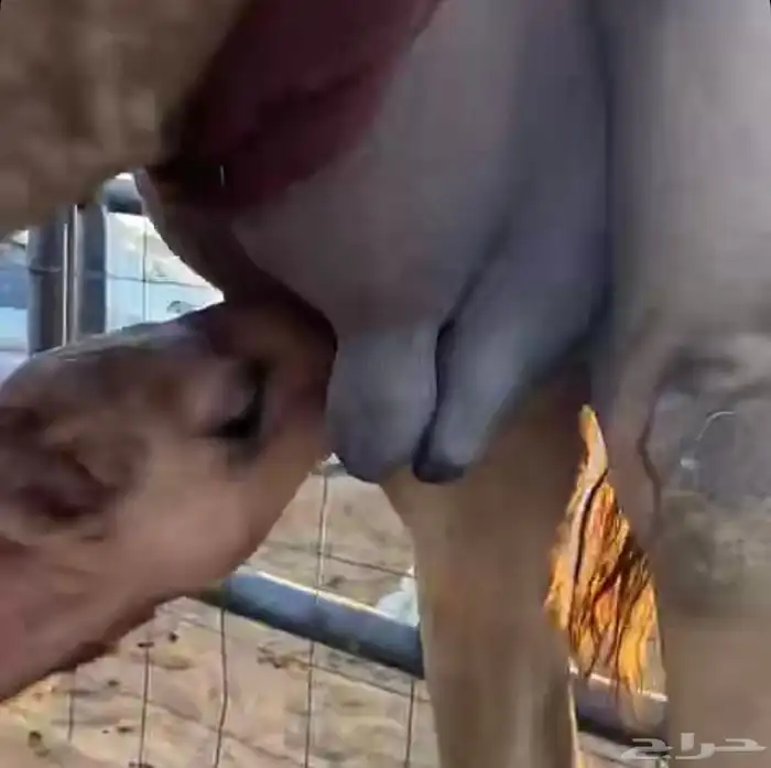 عشرا تحتها بكره 3