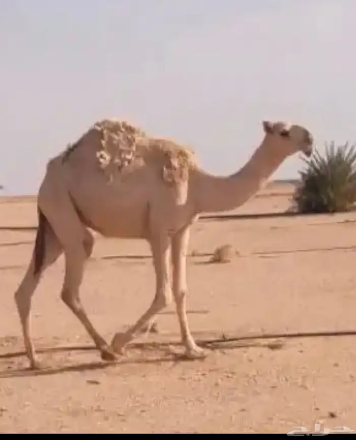 بعير باتلي فحل للبيع او البدل 4