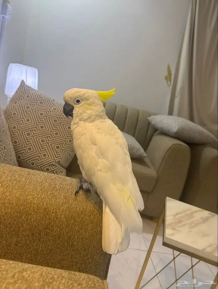 ببغاء كوكاتو الموقع الخرج 4