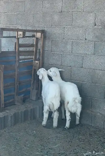 طلي ورخل للبيع index