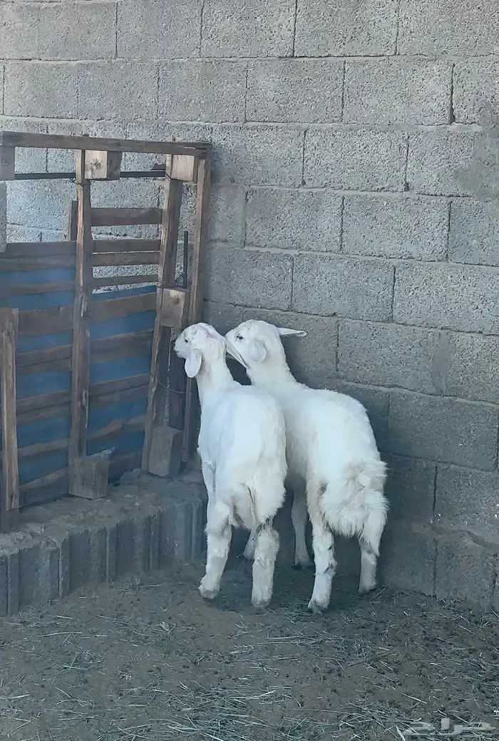 طلي ورخل للبيع 1