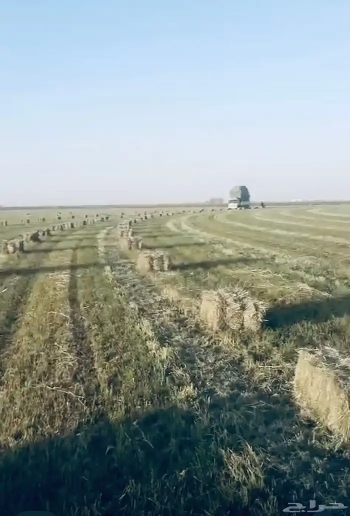 بيع اعلاف مع التوصيل برسيم رودس زريعا تبن مخلوط عجور ذره 2