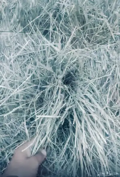 بيع اعلاف مع التوصيل برسيم رودس زريعا تبن مخلوط عجور ذره index