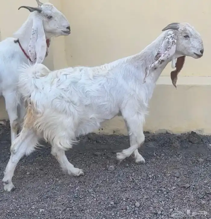 للبيع معزا مطورات صنف وجروم دفيع 1