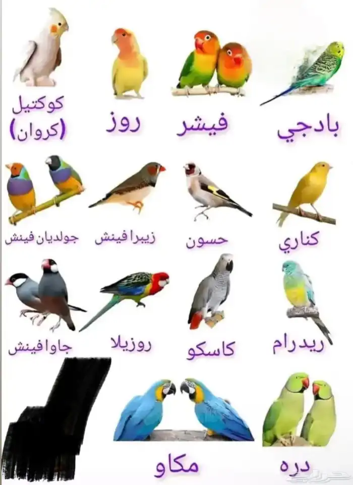 تبني الطيور 0