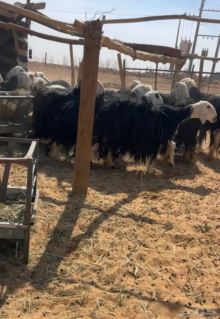 نجد متابيع وحصيب 4