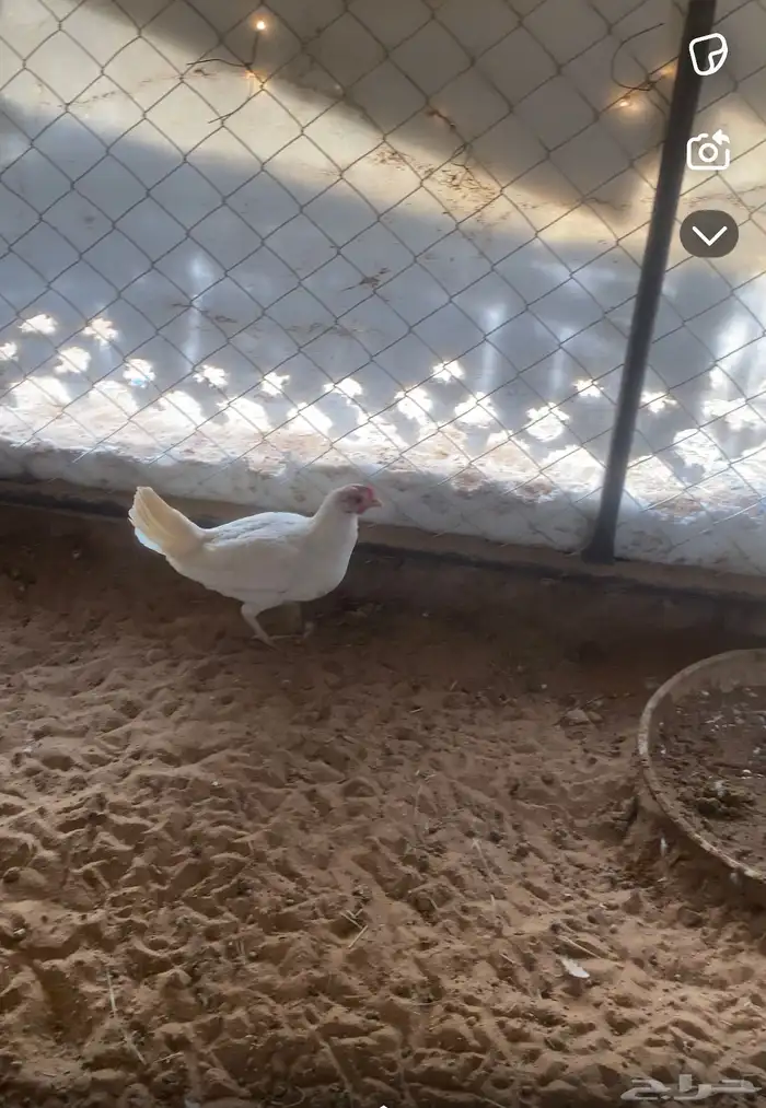 دجاجه بيضا صك للبيع على السوم 0