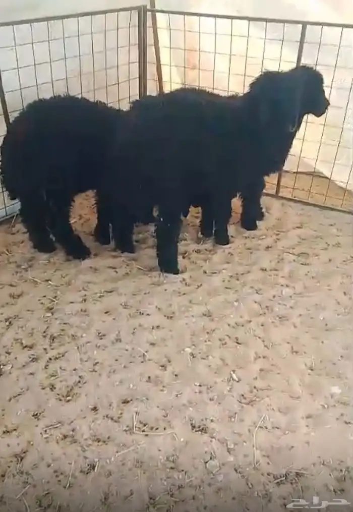 رخال وطليان 1