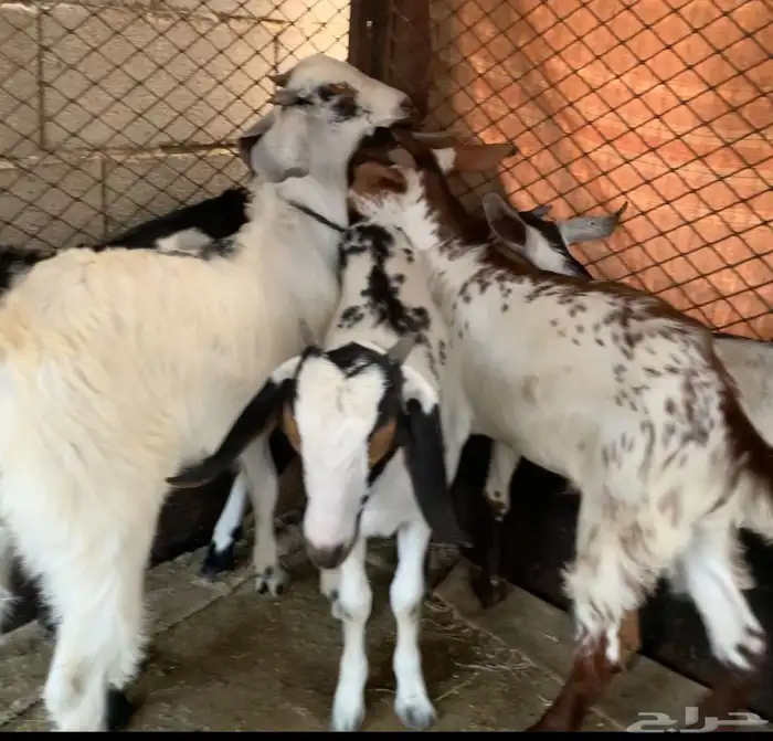 تيوس اعمارها 3 اشهر ونص بلدي بيشي 0