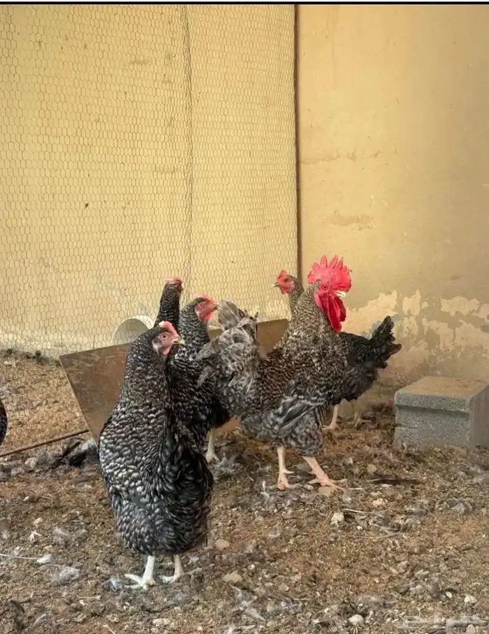 مطلوب نفس دجاج وديك 0