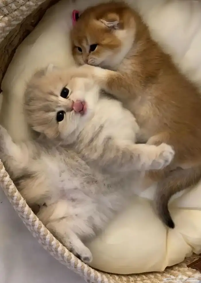 احتاج قطه كيتن سكوتش تبني بجده تشبهه الصور بليز من اول ادور 0