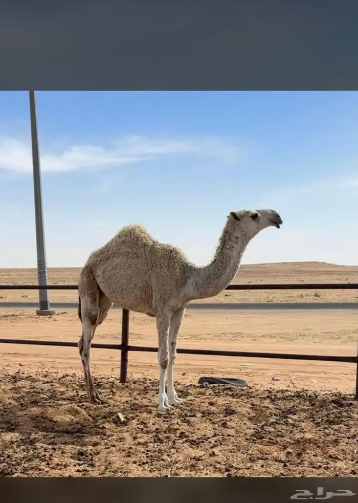 بعير باتلي فحل للبيع او البدل 3