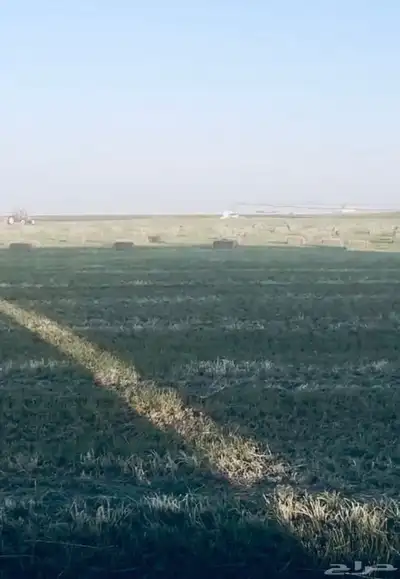 بيع اعلاف مع التوصيل برسيم رودس زريعا تبن مخلوط عجور ذره index