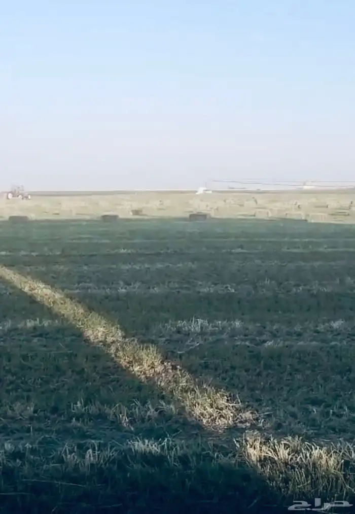 بيع اعلاف مع التوصيل برسيم رودس زريعا تبن مخلوط عجور ذره 3