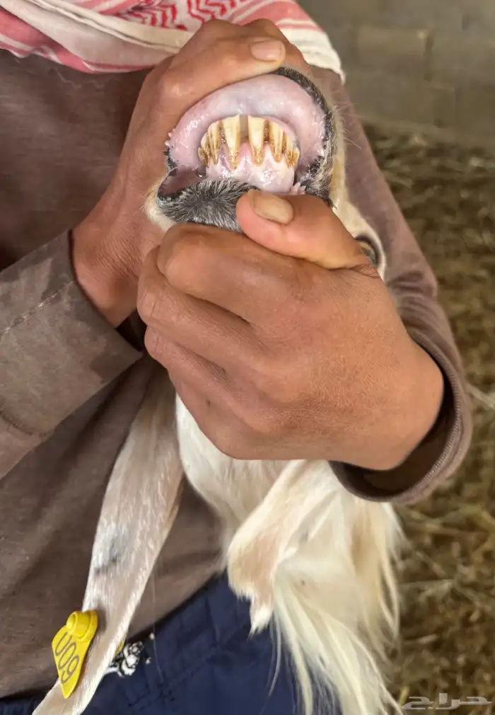 شاة نجديه متبع بطلي ورخل 2