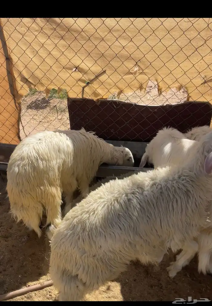 6خرفان سمينه ونظيفه مشروطه من اي عذروب 6