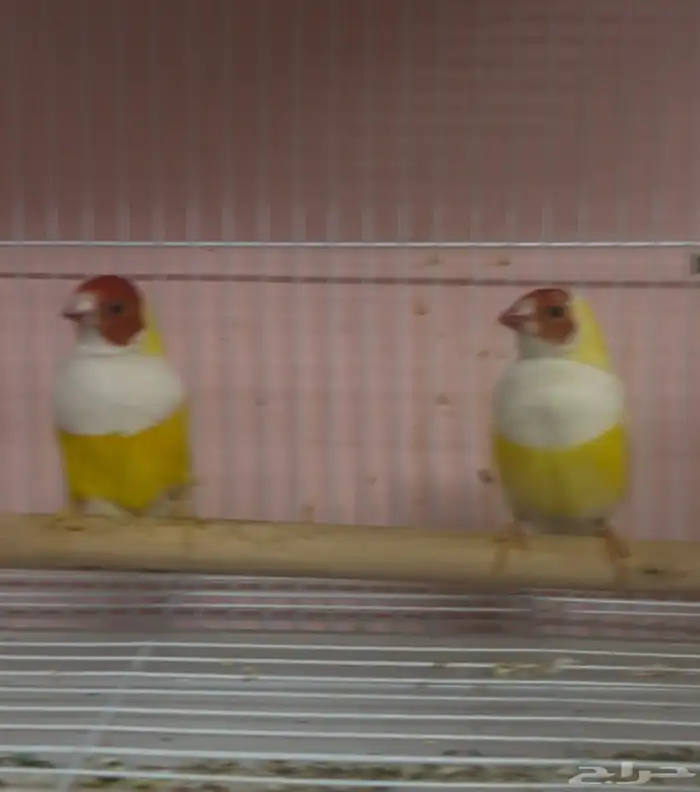 جوز قولدن فينش 3