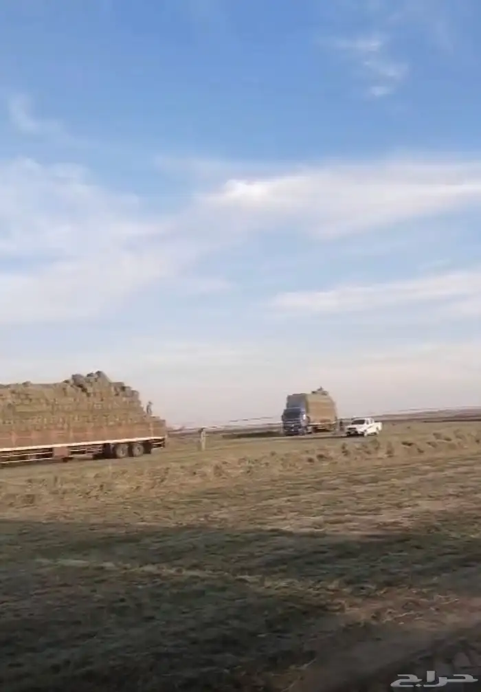 بيع اعلاف مع التوصيل برسيم رودس زريعا تبن مخلوط عجور ذره 5