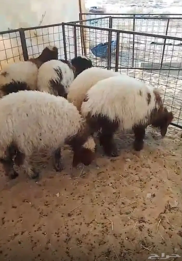 رخال وطليان 0