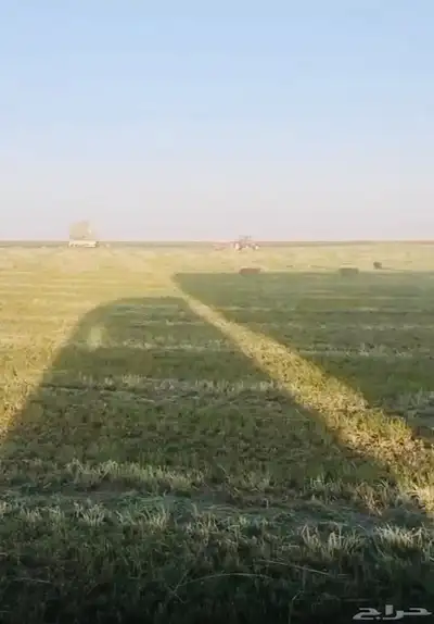 بيع اعلاف مع التوصيل برسيم رودس زريعا تبن مخلوط عجور ذره index