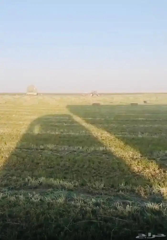 بيع اعلاف مع التوصيل برسيم رودس زريعا تبن مخلوط عجور ذره 0