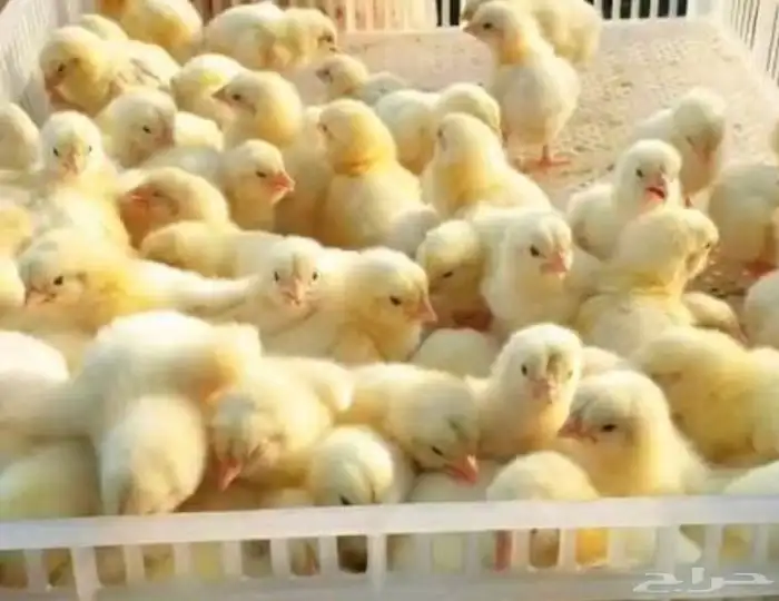 صيصان دجاج 0