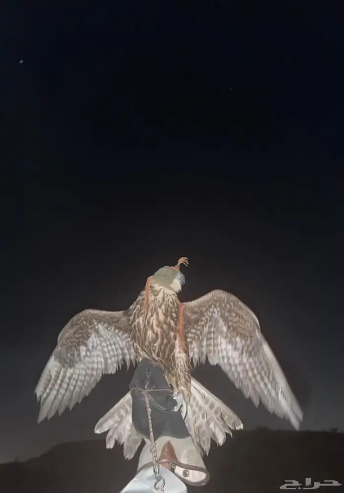 شاهين من شاهين صقر شركه نمساويه 1