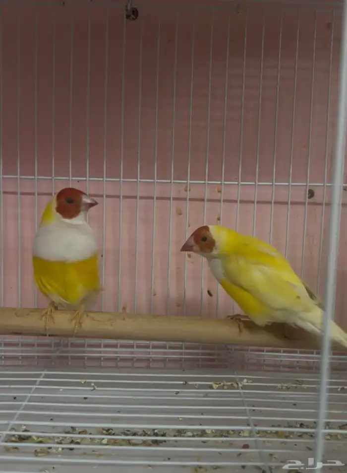 جوز قولدن فينش 1