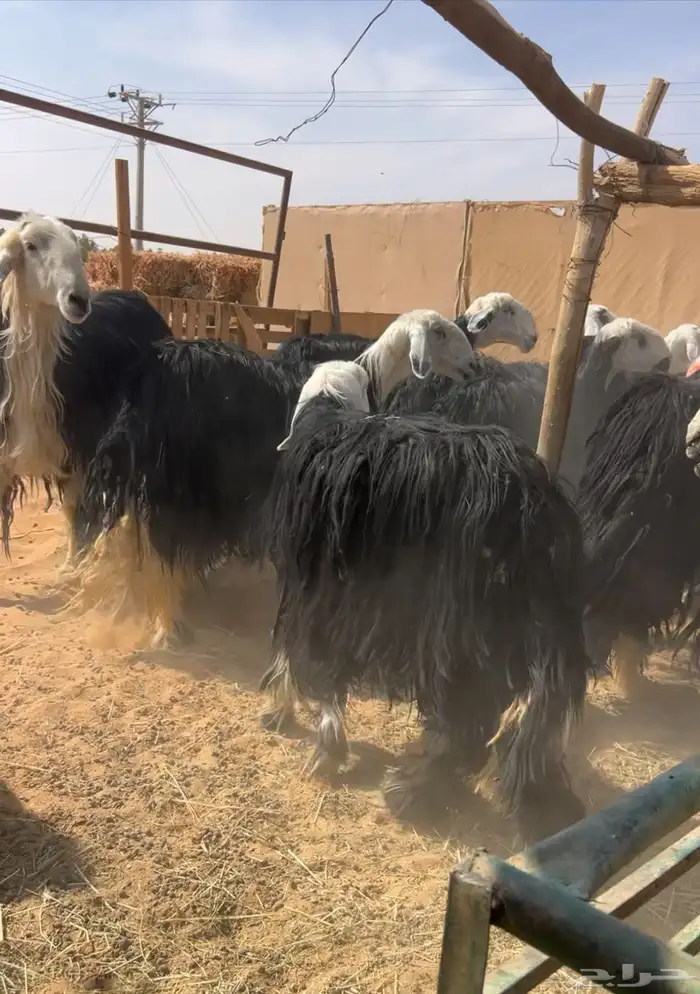 نجد متابيع وحصيب 1