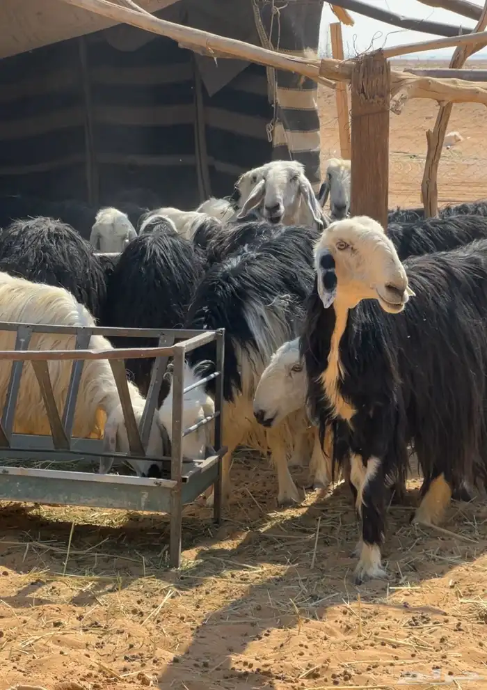 نجد متابيع وحصيب 5