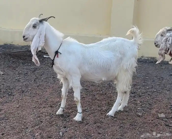 للبيع معزا مطورات صنف وجروم دفيع 0