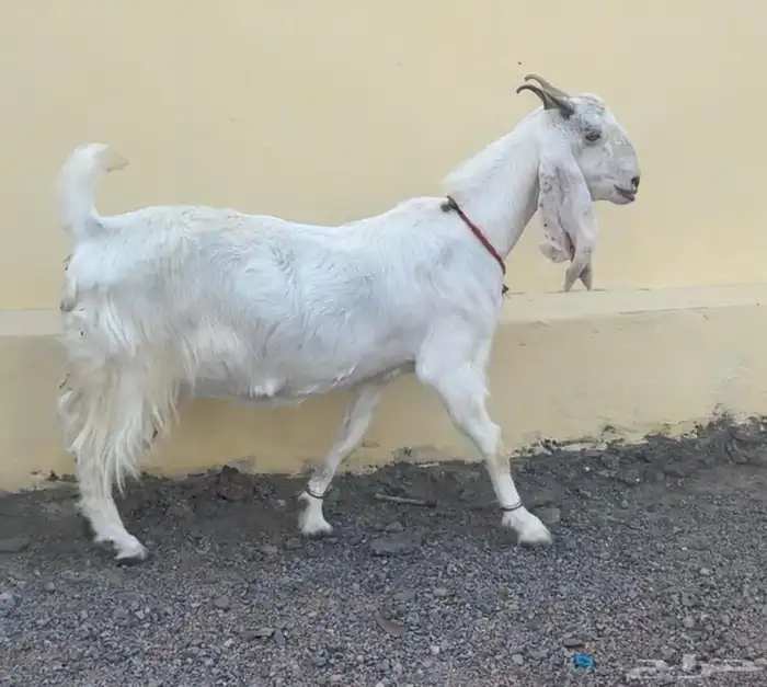 للبيع معزا مطورات صنف وجروم دفيع 3