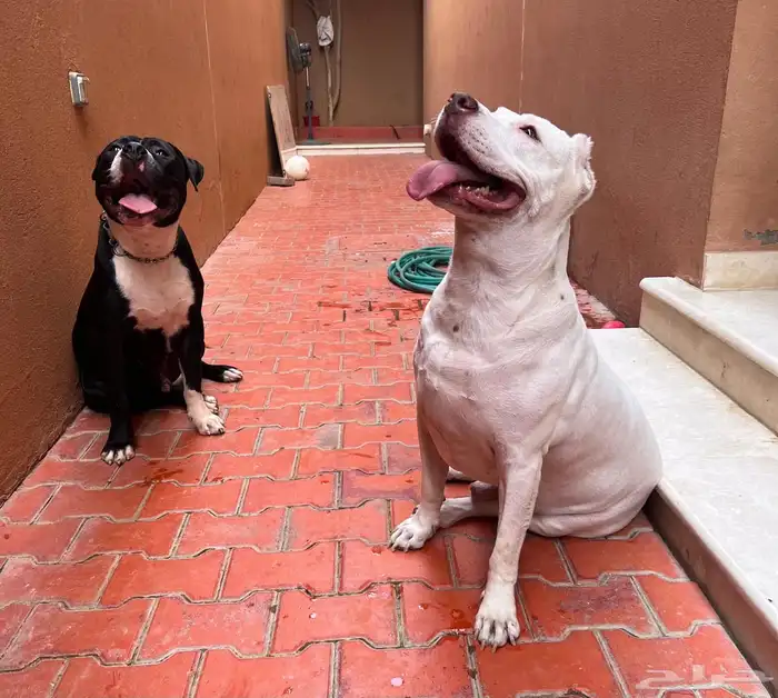 كلاب بيتبول للبيع مستوى رائع 1