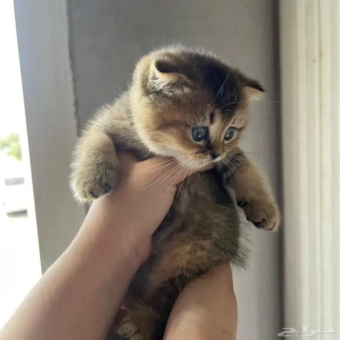 سكوتش قولد للبيع بجده 6