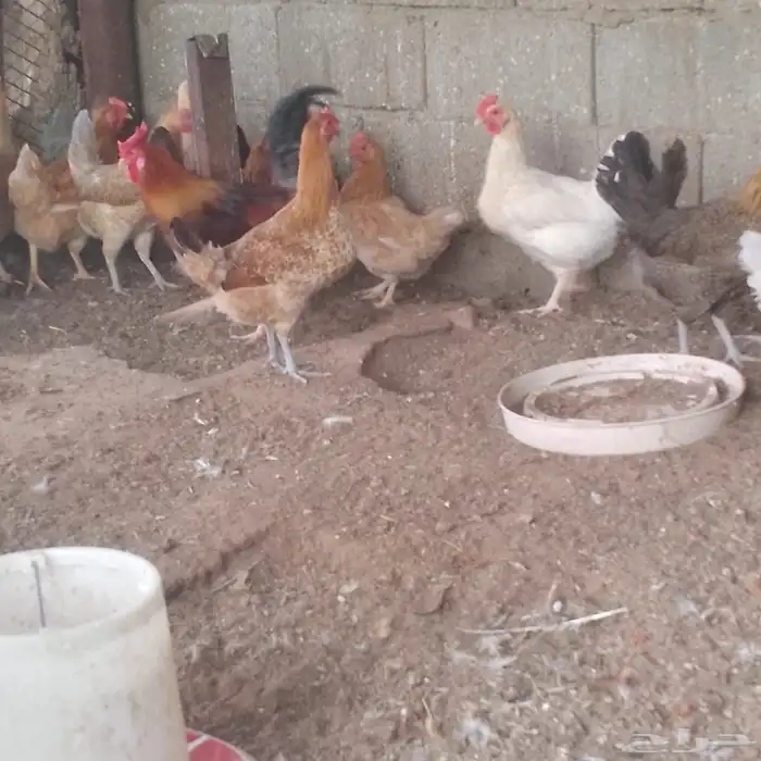 دجاج هجين تركي مع بلدي 0