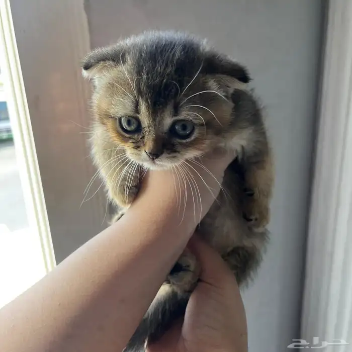 سكوتش قولد للبيع بجده 4