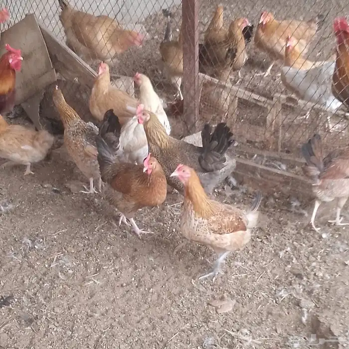 دجاج هجين تركي مع بلدي 3