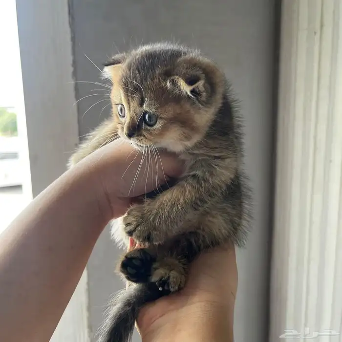 سكوتش قولد للبيع بجده 5